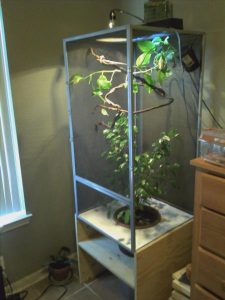 Jackson's Chameleon Facts, Habitat, Diet, Life Cycle, Baby, Pictures