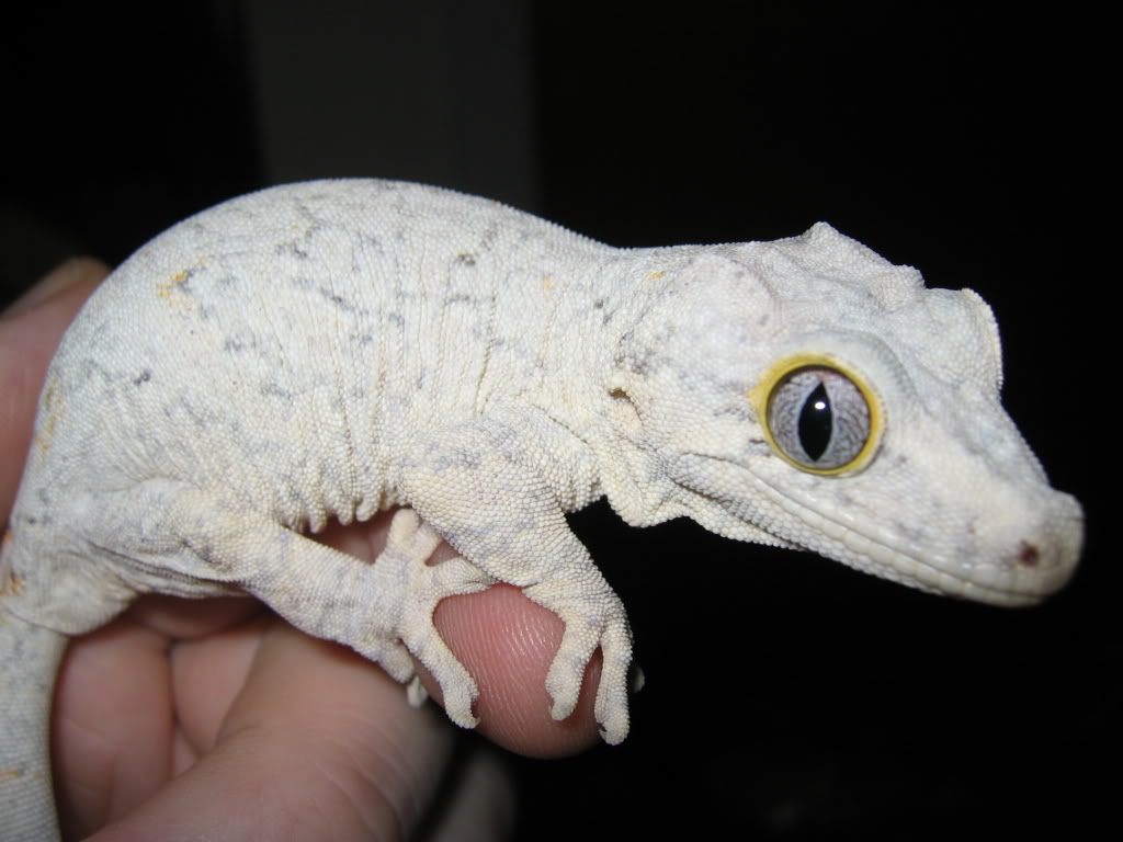 Gargoyle Gecko Facts Habitat Diet Life Cycle Baby Pictures
