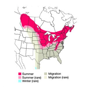 rose breasted grosbeak facts habitat diet life cycle rose breasted grosbeak facts habitat diet life cycle