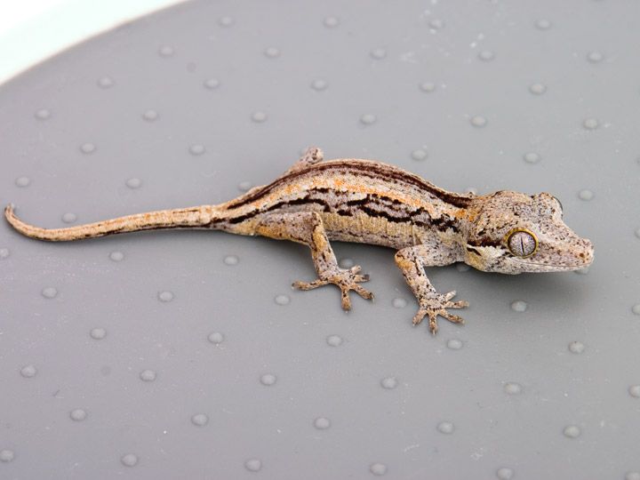 Striped Gargoyle Gecko