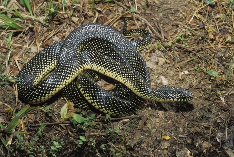 With one of the smallest ranges of any snake in North America and population numbers ...1200 x 802