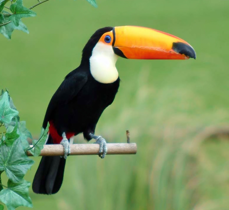 Toco Toucan Facts Habitat Diet Life Cycle Baby Pictures Toco Toucan Facts Habitat Diet Life Cycle Baby Pictures