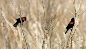 red winged blackbird facts habitat diet life cycle red winged blackbird facts habitat diet life cycle