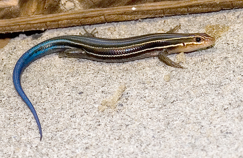 Common Five Lined Skink Diet