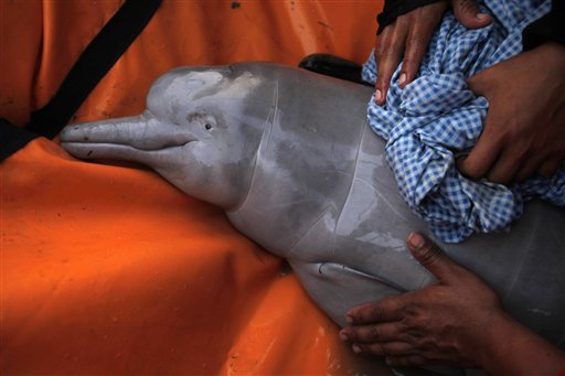 Fraser S Dolphin Diet And Habitat