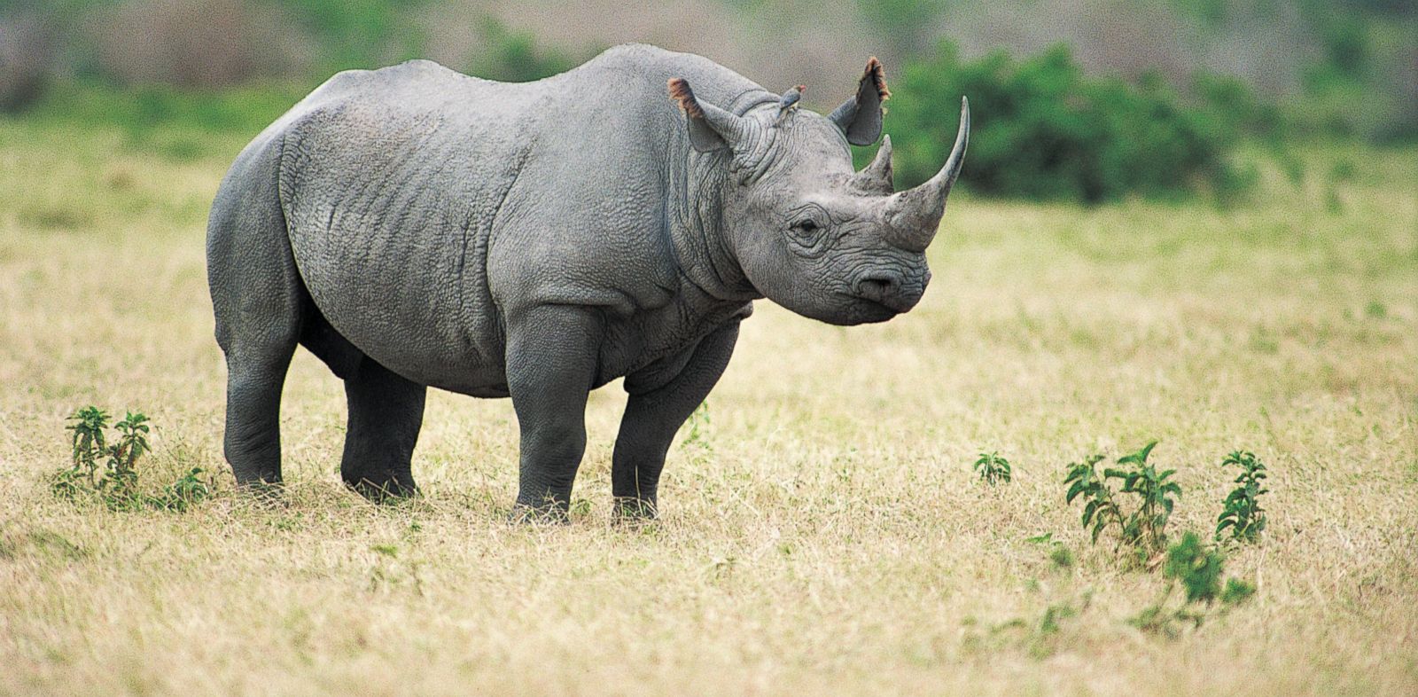 Black Rhino Facts, Habitat, Population in Wild, Conservation