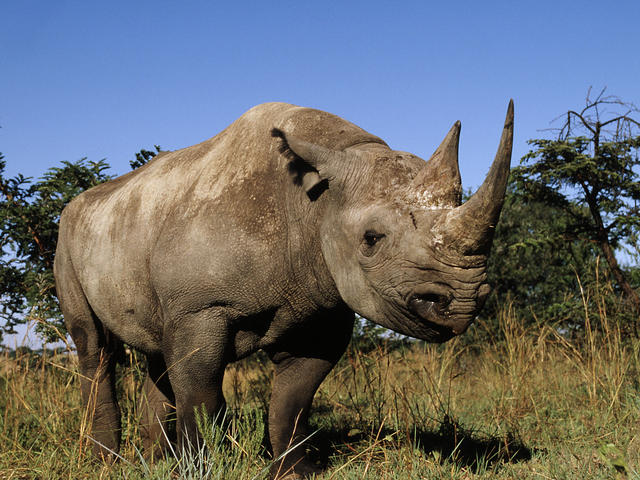 Black Rhino Facts, Habitat, Population in Wild, Conservation