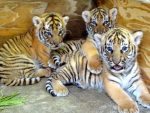 Malayan Tiger Facts, Habitat, Diet, Population, Pictures
