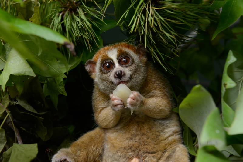 Image result for slow loris
