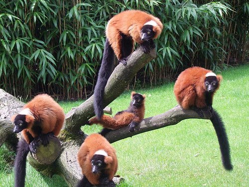 Resultado de imagem para Red lemur ruffed female and male