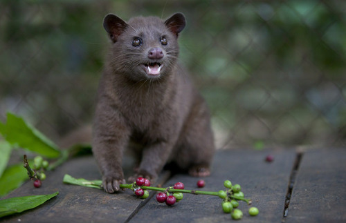 Asian Palm Civet Facts, Habitat, Diet, Life Cycle, Baby