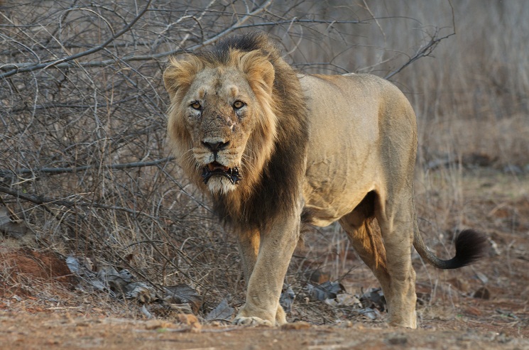 Where is the Asiatic Lion in the food chain?