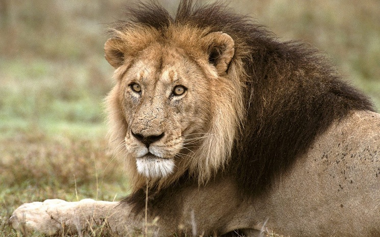 Where do Asiatic lions live?