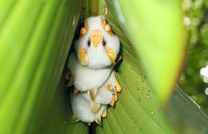 These pretty little white fellows from Central America live in a tent of Heliconia leaves, eat fruit, and can grow only up to 1.5 inch (4.7 cm) in length. | photo by nationalgeographic  