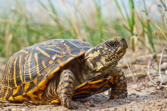 What are some facts about box turtles?