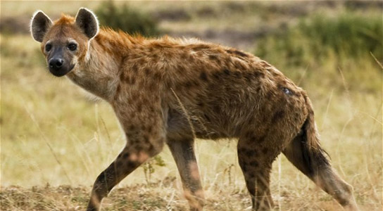 Spotted Hyena Facts, Mating, Habitat, Skull, Adaptations, Diet