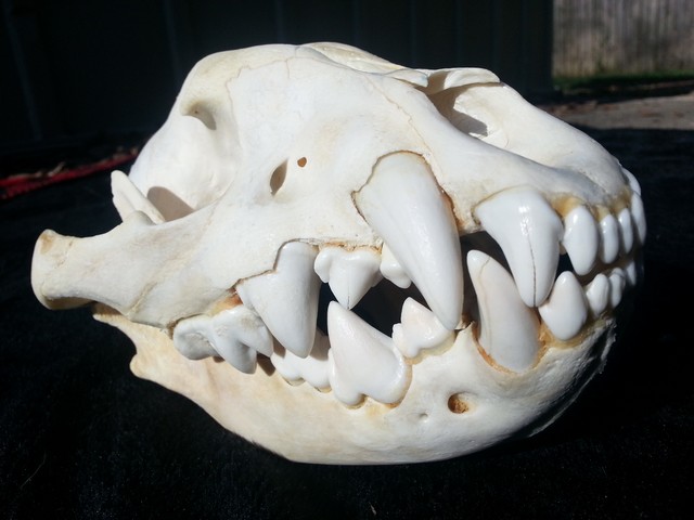 http://www.animalspot.net/wp-content/uploads/2016/12/Spotted-Hyena-Skull.jpg
