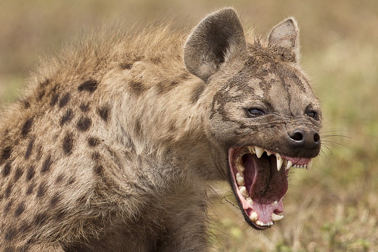 What is the habitat of the spotted hyena?