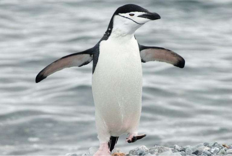 Chinstrap Penguin Facts, Habitat, Diet, Predators, Pictures