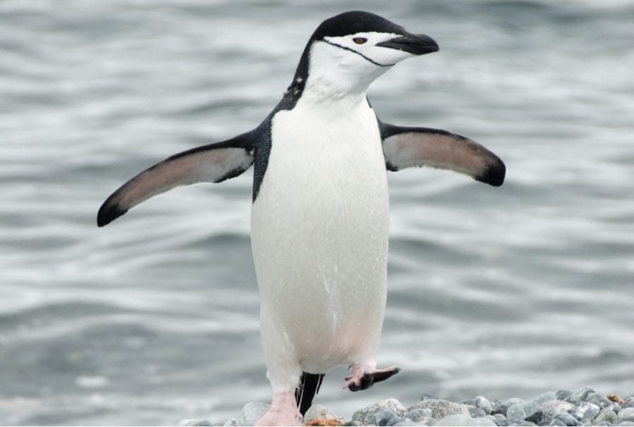 Chinstrap Penguin Facts Habitat Diet Predators Pictures