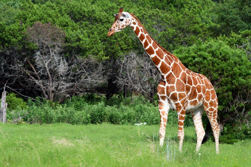 Giraffe Habitat And Diet