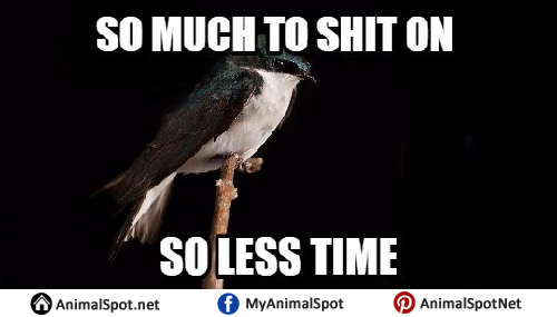 Bird Memes