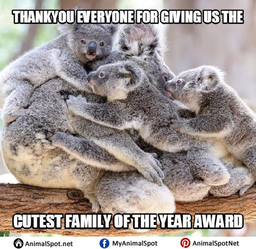 Koala Memes