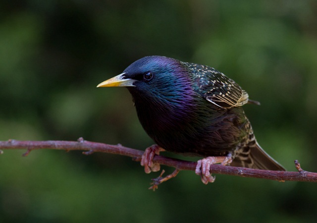 European Starling Facts, Classification, Habitat, Life Cycle, Pictures