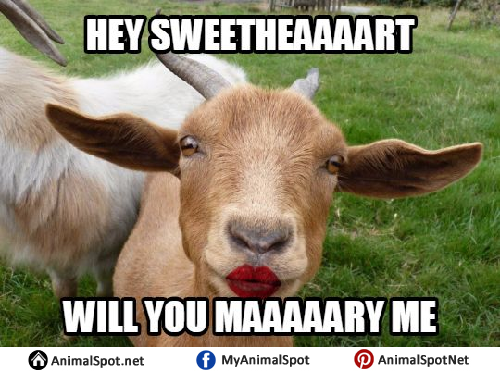 Goat Memes
