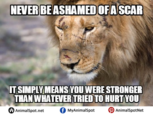 Lion Memes