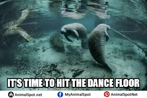 Manatee Memes