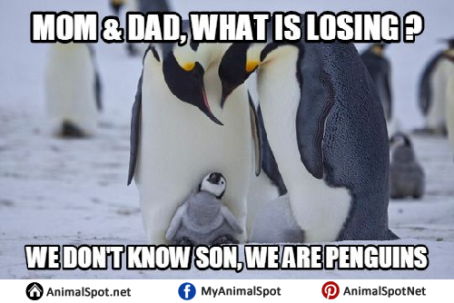 Penguin Memes