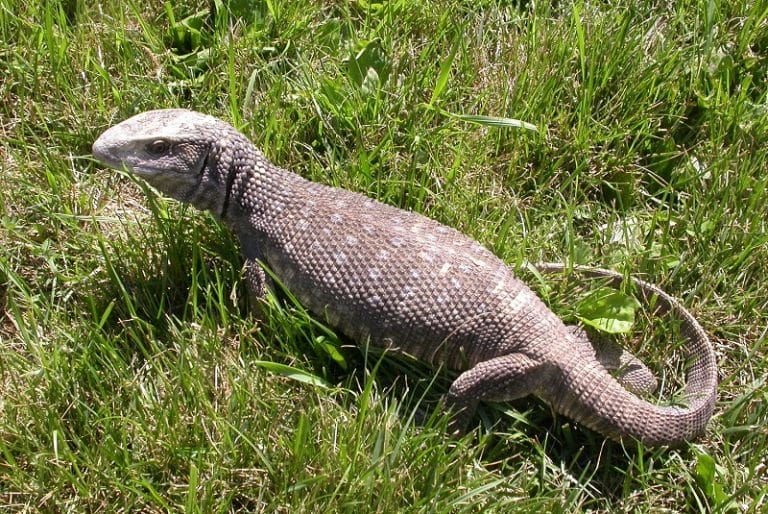 Savannah Monitor Facts, Size, Behavior, Lifespan, Pictures