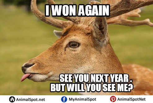 Deer Memes