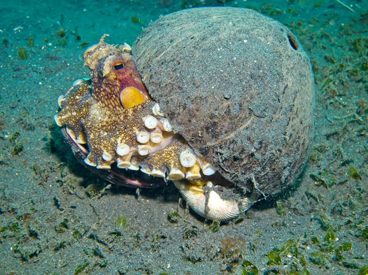 Coconut Octopus Facts, Distribution, Adaptations, Pictures