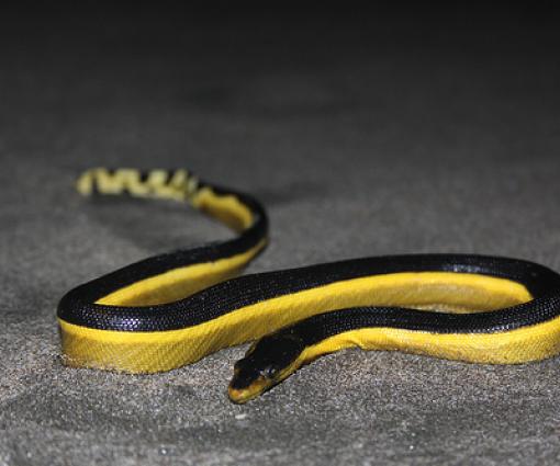 Yellow-bellied Sea Snake Facts, Distribution, Diet, Pictures