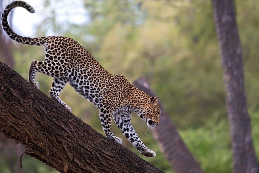 African Leopard Facts, Distribution, Habitat, Diet, Pictures