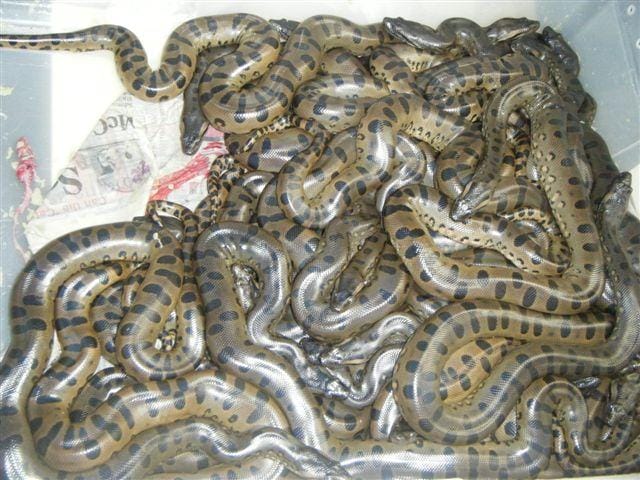 Anaconda Birth