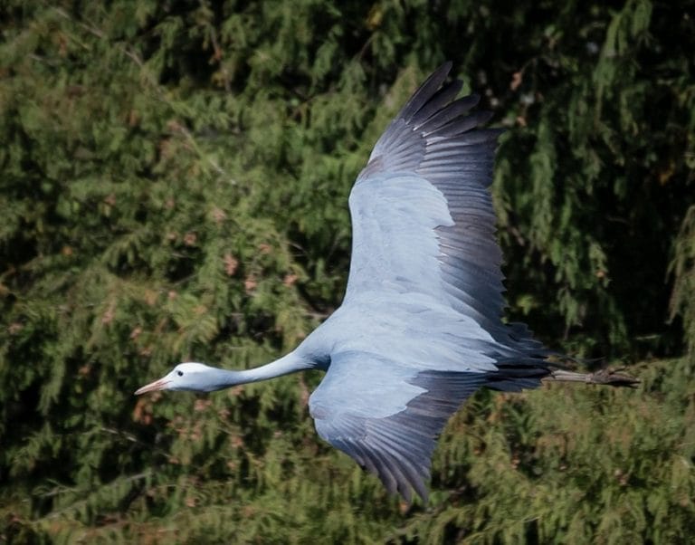 Blue Crane Facts, Habitat, Diet, Lifespan, Predators, Pictures