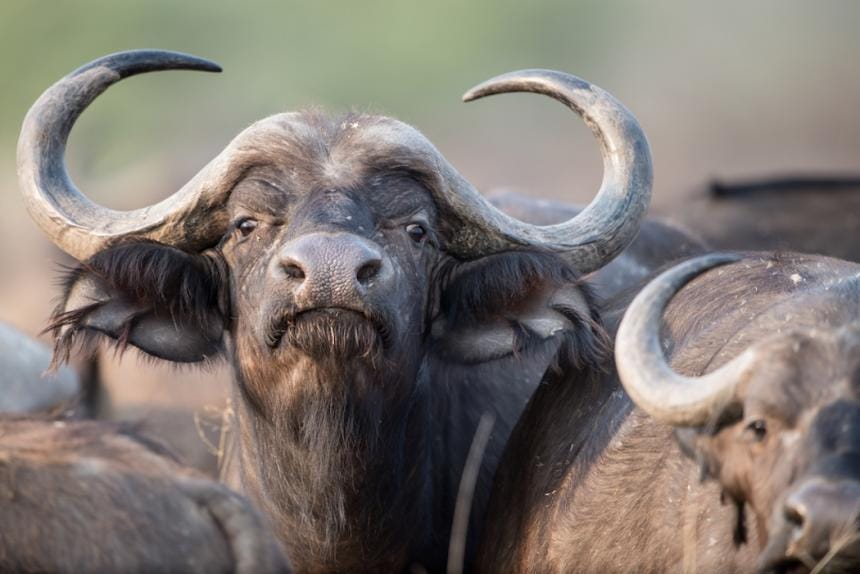 African Animal List, Facts, Conservation Status, Pictures