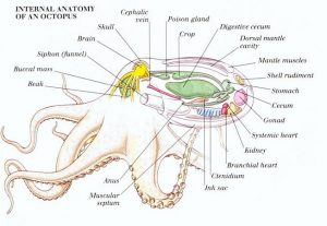 Giant Pacific Octopus Facts, Habitat, Diet, Life Cycle, Baby, Pictures