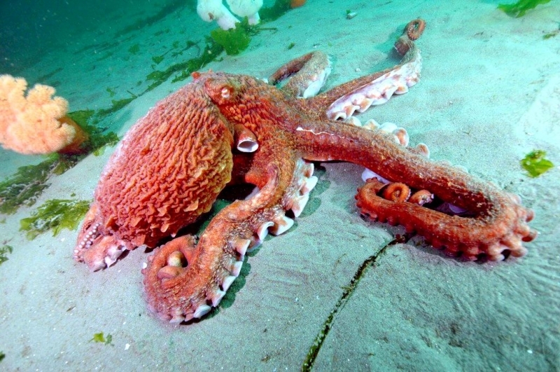 Giant Pacific Octopus Facts, Habitat, Diet, Life Cycle, Baby, Pictures