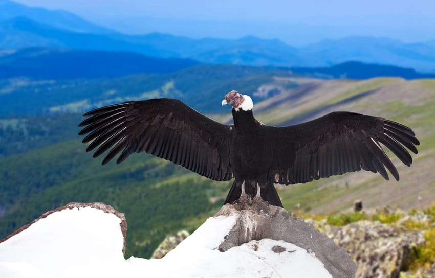 Andean Condor Facts Range Habitat Adaptations Pictures Andean Condor Facts Range Habitat Adaptations Pictures