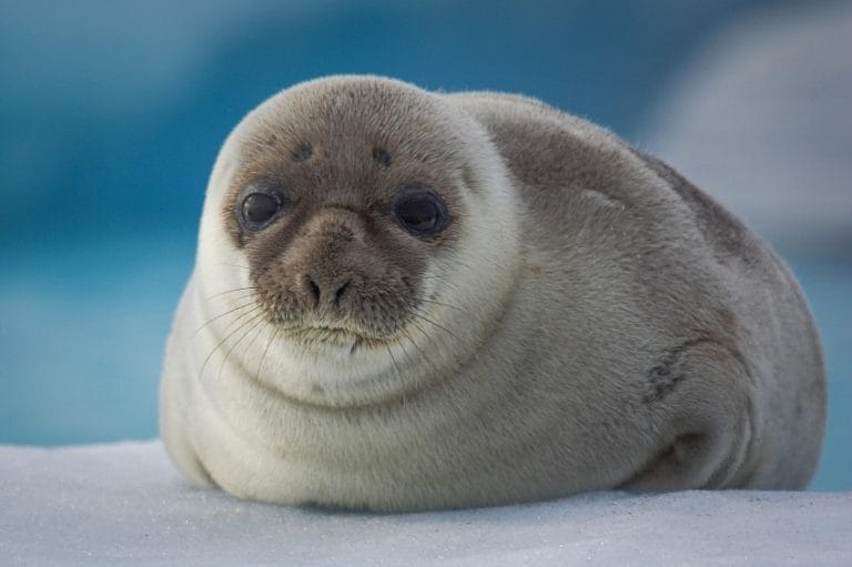 Hooded Seal (Bladdernosed Seal) Facts, Habitat, Diet, Life Cycle, Baby