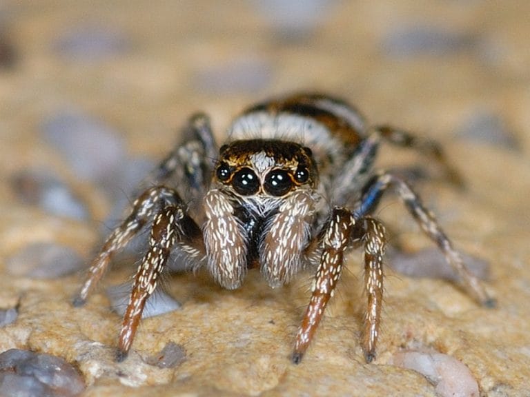 Zebra Spider Facts, Habitat, Diet, Adaptations, Pictures