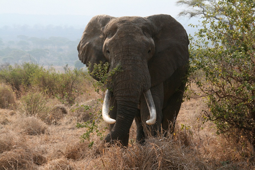 African Bush Elephant Facts, Habitat, Diet, Life Cycle