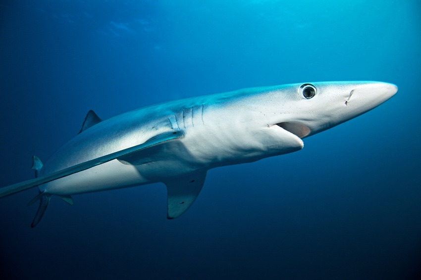Blue Shark Facts, Habitat, Diet, Life Cycle, Baby, Pictures