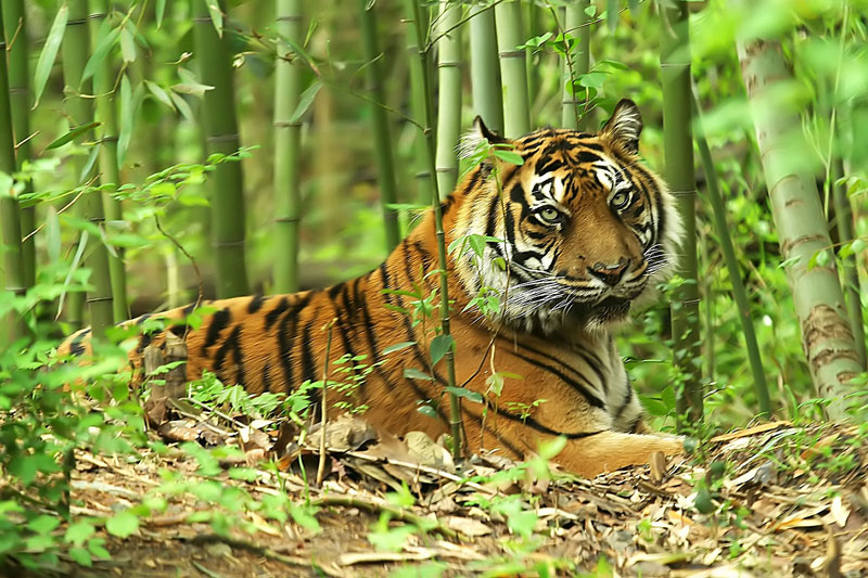 how does a tiger adapt to its environment