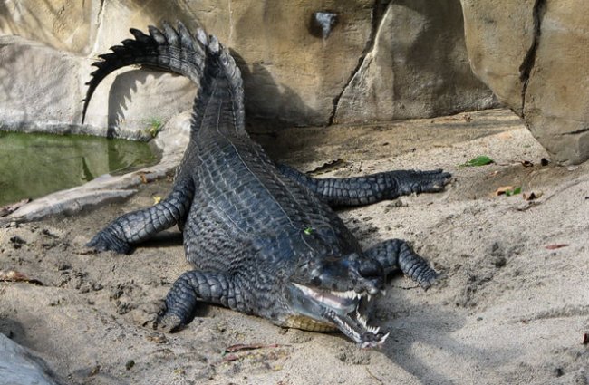 Gharial (Gavial) Facts, Habitat, Diet, Life Cycle, Baby, Pictures