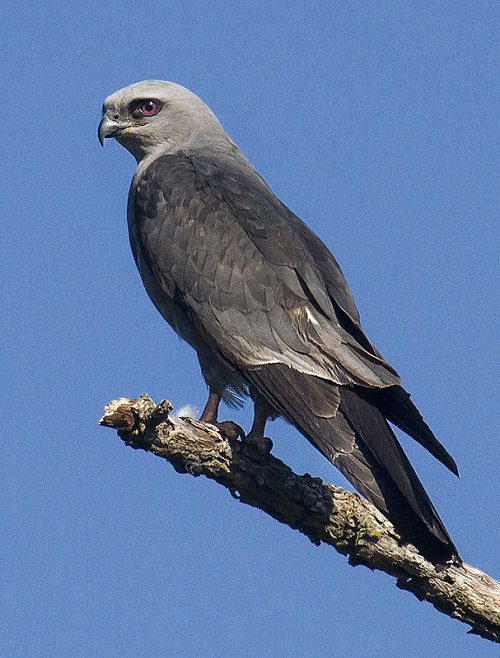 Mississippi Kite Facts, Habitat, Diet, Life Cycle, Baby, Pictures